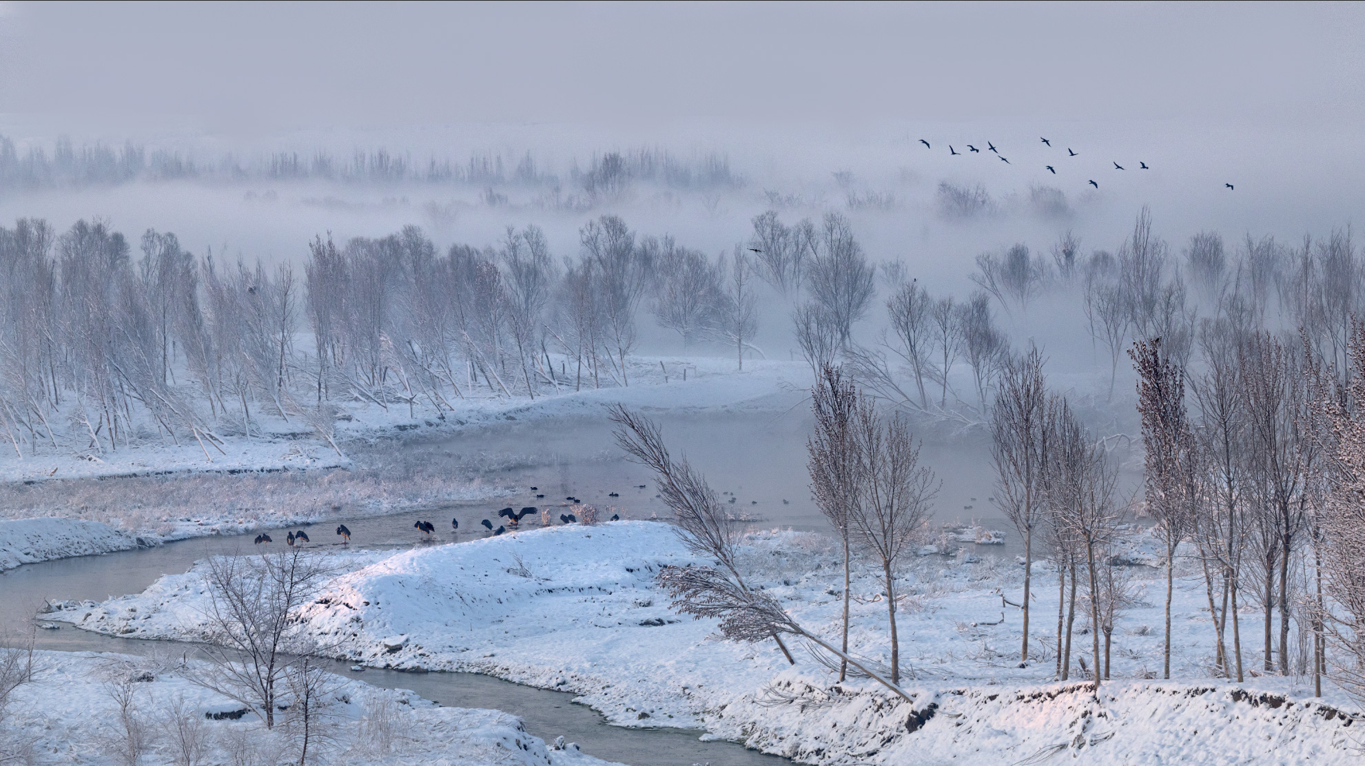 ������ѩ