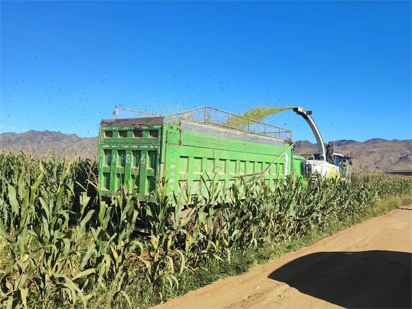 怀安县高效节水树模莳植基地5000亩青贮玉米开镰收割 怀安县高效节水树模莳植基地5000亩青贮玉米开镰收割