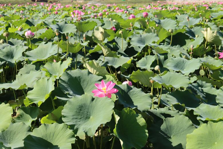 ÊØ»¤ÂÌË®Çàɽ£¡¿´É½Î÷ÉñϪ¹ú¼ÒʪµØ¹«Ô°µÄ¡°ºÉ¡±ÃÀ´ð¾í ÊØ»¤ÂÌË®Çàɽ£¡¿´É½Î÷ÉñϪ¹ú¼ÒʪµØ¹«Ô°µÄ¡°ºÉ¡±ÃÀ´ð¾í