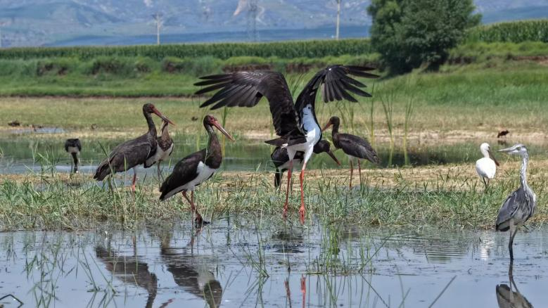 ÊØ»¤ÂÌË®Çàɽ£¡¿´É½Î÷ÉñϪ¹ú¼ÒʪµØ¹«Ô°µÄ¡°ºÉ¡±ÃÀ´ð¾í ÊØ»¤ÂÌË®Çàɽ£¡¿´É½Î÷ÉñϪ¹ú¼ÒʪµØ¹«Ô°µÄ¡°ºÉ¡±ÃÀ´ð¾í