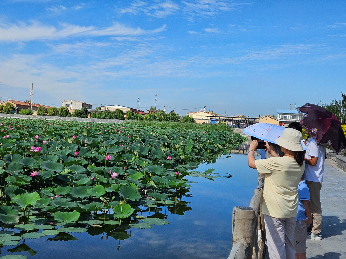 ÊØ»¤ÂÌË®Çàɽ£¡¿´É½Î÷ÉñϪ¹ú¼ÒʪµØ¹«Ô°µÄ¡°ºÉ¡±ÃÀ´ð¾í ÊØ»¤ÂÌË®Çàɽ£¡¿´É½Î÷ÉñϪ¹ú¼ÒʪµØ¹«Ô°µÄ¡°ºÉ¡±ÃÀ´ð¾í