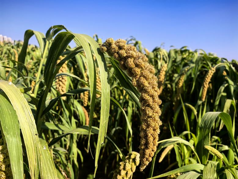 �Ƽ�������̬�� PT��Ѷ(�й���)����������ա�������������ũ�Ȼ����ַ���ͼ��