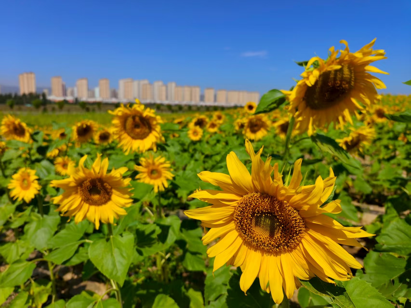 �Ƽ�������̬�� PT��Ѷ(�й���)����������ա�������������ũ�Ȼ����ַ���ͼ��